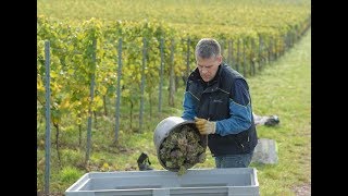 Weinlese im UniWeinberg 2017  Vom Weinberg in das Fass [upl. by Otir827]