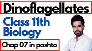 Dinoflagellates  Pyrophyta  Plants like protists Algae  Chapter protista and fungi in pashto [upl. by Petronilla]