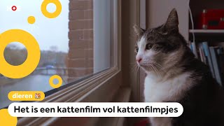 Leonas kat speelt in een nieuwe kattenfilm [upl. by Lyrehs178]