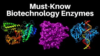 17 MustKnow Biotech Enzymes  Molecular Biology [upl. by Chapell389]