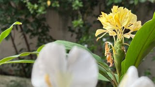 Ginger Lily । Butterfly Lily । सोनटक्का [upl. by Joachima]