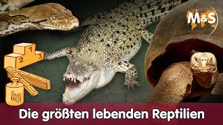 Die größten lebenden Reptilien 🦎🐍 [upl. by Brawner750]