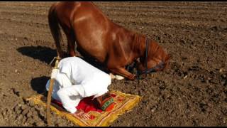 Horse is praying namaz [upl. by Anelav]