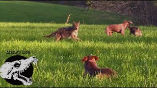 Coyotes Swarm Our Dogs  Coyote Hunting With Decoy Dogs [upl. by Nue]