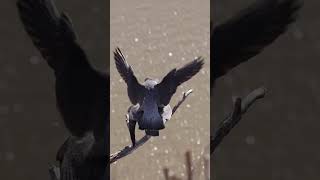 Peregrine Falcon brids Raftaar 🦅 390 Bnaqvi110 viralshort terenging wildlife viralvideo [upl. by Tudela]