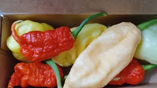 Hottest Pepper in the world 🔥chili pepper spicy ghostpepper primotallii [upl. by Akived92]