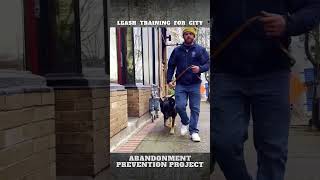 Leash Training Tips for Dog Owners in the city [upl. by Warrick]