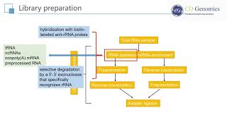 RNA Seq Principle and Workflow of RNA Sequencing [upl. by Rojam796]