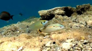 Streamlined spinefoot Siganus argenteus amp Zigzag wrasse Серебристый сиган и Зигзагообразный губан [upl. by Nikolos]