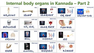 Internal Body Organs in Kannada  Part 2 [upl. by Kho]