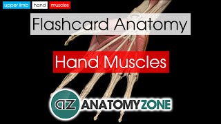 Hand Muscles  Flashcard Anatomy [upl. by Ecirpak]