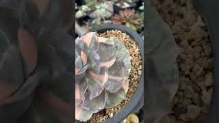 Echeveria Pollux variegated suculentas garden succulentbeauty [upl. by Ahsatan]