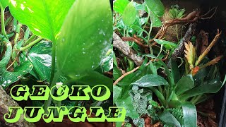 Crested Gecko Care Live Plant Bioactive Routine [upl. by Deidre30]