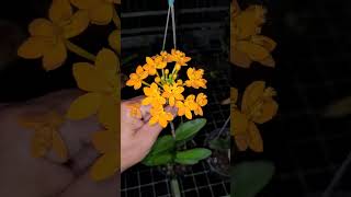 Epidendrum  Trúc Lan nguyenngocha vuonlannguyenngocha [upl. by Vaules]