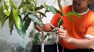 HOW TO MAKE BONSAI MANGO TREE [upl. by Nhaj229]