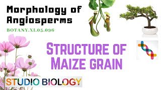 BOTANY XI05096 – Morphology of Angiosperms – Structure of Maize Grain [upl. by Rhyner]