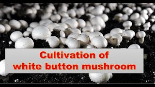 Cultivation of White Button mushroom Agaricus bisporus [upl. by Anaej]