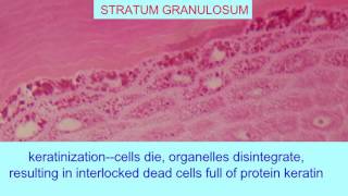 STRATUM GRANULOSUM OF EPIDERMIS [upl. by Enautna]