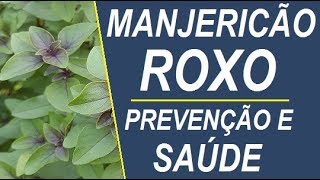 MANJERICÃO ROXO  PREVENÇÃO E SAÚDE [upl. by Vesta]