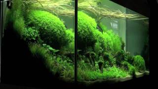 Aquascaping  Aquarium Ideas from The Art of the Planted Aquarium 2011 part 1 [upl. by Notreve]