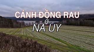 Một vòng quanh khu nông trại rau tại Sylling Na Uy [upl. by Nehemiah]