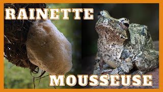 La rainette mousseuse  Foamnest Frog [upl. by Zealand]