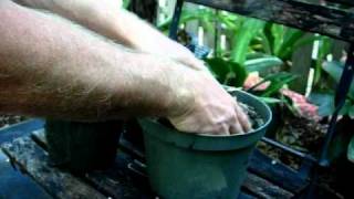 Make the ideal soil mixture for bromeliads [upl. by Yssirc]