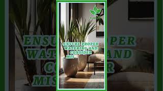 Yucca plant problems plant plants houseplants garden indoorplants houseplant indoorplant [upl. by Neimad538]