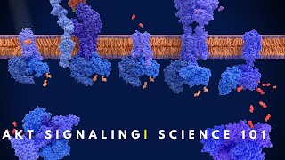 AKT signaling  Cell Communiation [upl. by Pearline]