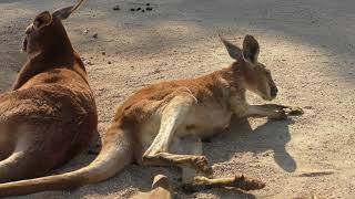 アカカンガルー 東武動物公園 2018年3月31日 [upl. by Esirec]