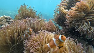 Snorkeling  Mersing Island Johor [upl. by Adnawal]