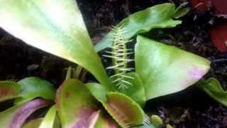 Venus flytrap captures its first meal after a long winter Bye fly [upl. by Carlyle]