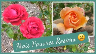 🌹Mais questil arrivé à mes ROSIERS  GARDEN VLOG 10  pucerons et rouille du rosier [upl. by Jozef]