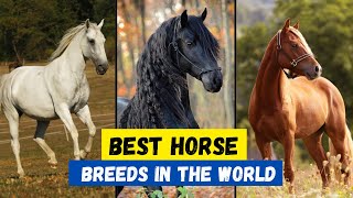 Top 10 Best Horse Breeds in the World [upl. by Eyatnod]