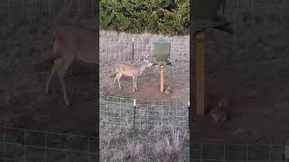 Oklahoma 10 point Archery Whitetail Deer Hunting hunting deer archeey bowhunting [upl. by Cooper]