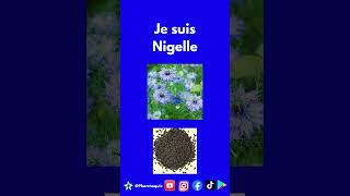 Nigelle plante [upl. by Nethsa84]