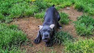 Cane Corso puppy is spicy [upl. by Ciardap]