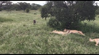 Warthog runs right into a pride of lions [upl. by Hafital328]