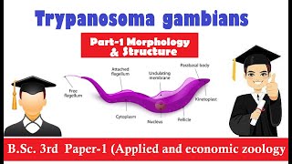 Trypanosoma  General Character and Classification of Trypanosoma  BSc3rd year Zoology [upl. by Niloc161]