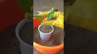 Easy way to grow Pentas plant [upl. by Daveen]