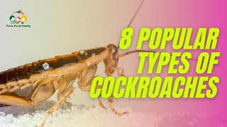 8 Different Types Of Cockroaches With Pictures  Cockroach Identification [upl. by Phelia]