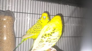 Tcb Budgies quality Birds [upl. by Ahsikram]