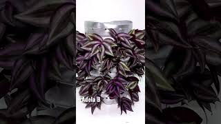 Silver Inch Plant Propagation by Stem Cuttings shorts youtubeshorts [upl. by Anaihk]