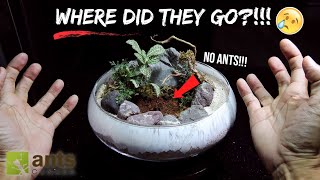 My New OPEN ISLAND Ant Farm Didnt Go As Planned [upl. by Elenahc]