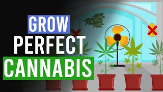 Grow the Perfect Cannabis 10 Top Tips [upl. by Vivia138]