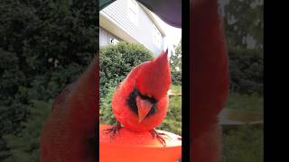 Pretty red northern cardinal red cardinal [upl. by Olcott]