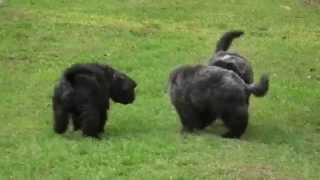 bouvier des flandres puppies [upl. by Lorac]