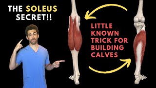 The Soleus Secret The Anatomy behind Calf Definition and Volume [upl. by Nhguavoj]