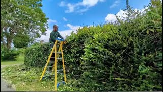 Hedge Maintenance work June 24 [upl. by Lambert]