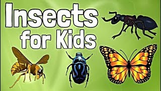 Insects for Kids [upl. by Kaslik]